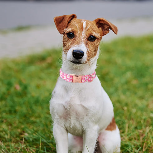 Dog Collars Summer Pink Daisy Flower Dog Collar with Safety Metal Buckle Adjustable Puppy Collars for Small Medium Large Dog,Boy&Girl Dog Collar G...