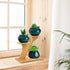 XXXFLOWER Bamboo Plant Stand ,3 Tiers Indoor Succulent Windowsill Shelf - Small Tabletop Plant Holder for Home, Office, Living Room, Bedroom Decor...