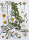 Dried Pressed Flowers for Resin, Real Pressed Flowers Dry Leaves Bulk Natural Herbs Kit for Scrapbooking DIY Art Crafts, Nails Décor, Epoxy Resin ...