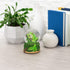 Elanze Designs Playful Green Tree Frog Tabletop Figurine Forest Hopping Log Leaves 100MM Sturdy Glitter Water Wind Up Musical Snow Globe Plays Tun...