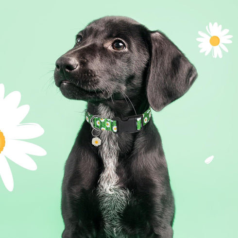 BiPawTi Green Dog Collar for St. Patrick's Day, Cute Flower Puppy Collar for Extra Small Dog, Floral Spring Dogs Collar for Small Dogs with Pretty...