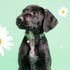 BiPawTi Green Dog Collar for St. Patrick's Day, Cute Flower Puppy Collar for Extra Small Dog, Floral Spring Dogs Collar for Small Dogs with Pretty...