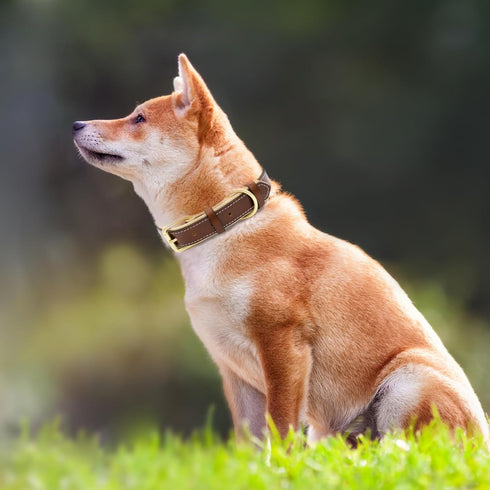 Leather Dog Collar for Small Medium and Large Dogs, Soft Padded Dog Leather Collar with Gold Buckle, Adjustable Genuine Leather Collars for Small ...