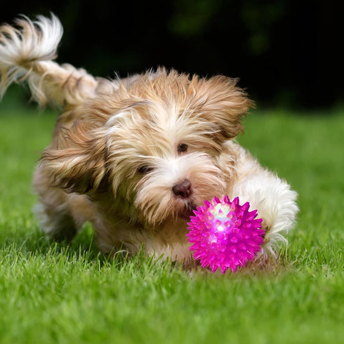 6 Pcs Light Up Spiky Ball Dog Toy, Dog Chew Toys for Teething, Glow in The Dark Dog Balls, Spikey LED Flashing Rubber Dog Ball Bounce-Activated Pu...