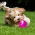 6 Pcs Light Up Spiky Ball Dog Toy, Dog Chew Toys for Teething, Glow in The Dark Dog Balls, Spikey LED Flashing Rubber Dog Ball Bounce-Activated Pu...