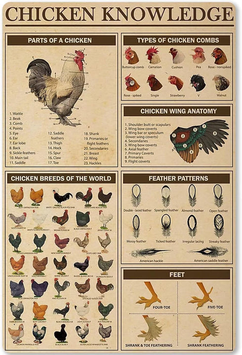 Chicken Knowledge Metal Tin Sign Chicken Breeds Of The World Infographics Retro Poster Plaque For Club Cafe Bar Home Kitchen Wall Decoration 8x12 ...