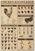Chicken Knowledge Metal Tin Sign Chicken Breeds Of The World Infographics Retro Poster Plaque For Club Cafe Bar Home Kitchen Wall Decoration 8x12 ...