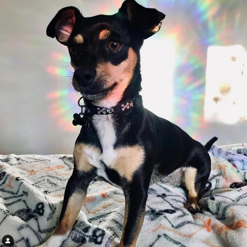 STICKERGURU,16 Pieces Cloud Window Clings - Anti-Collision Window Decals to Save Birds from Window Collisions,Non Adhesive Prismatic Vinyl Window ...