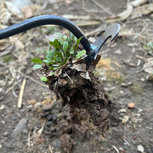 Stainless Weeding Artifact Uprooting Weeding Tool, Weed Puller Tool 4 Teeth Dual Purpose Forged Weed Puller, Multifunctional Manual Weeders for Ga...