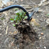 Stainless Weeding Artifact Uprooting Weeding Tool, Weed Puller Tool 4 Teeth Dual Purpose Forged Weed Puller, Multifunctional Manual Weeders for Ga...