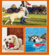 Dog Toys for Chewers Indestructible, Durable Dog Toys for Aggressive Interactive Dog Toys Squeaky Soft and Safe Teeth Cleaning Small Medium Dogs a...