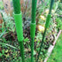 6 PCS 0.43" Garden Plant Stakes Support Connectors Pipe Straight Climbing Rattan Trellis Greenhouse Frame Sturdy Plastic Pillar Suitable Accessori...