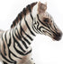 Gemini&Genius Zebra Animal Toy for Kids, Zebra Figurine Toy, Wildlife Action Figure Toy, Great Gift, Collection, Cake Topper, Storytelling Prop an...