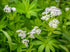 Sweet Woodruff Herb - Dried, Cut, Natural Galium Odoratum - Net Weight: 1oz/28g...