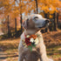 Rinlong Flower for Collars Fall Wedding Flower Dog Collar Charms Female Puppy Cat Grooming Accessory | Burgundy Burnt Orange...