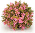 BiOrb 46088.0 Flower Ball Pink Aquariums...