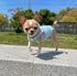 Frienperro Small Dog Shirt, 2-Pack Dog Clothes for Small Dogs Girl, Breathable Cotton Striped Teacup Chihuahua Clothes, Sleeveless Small Yorkie Pu...