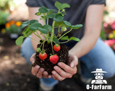 Organic Potting Soil Mix 1qt for Strawberry Plant and All Indoor Herb Houseplants...