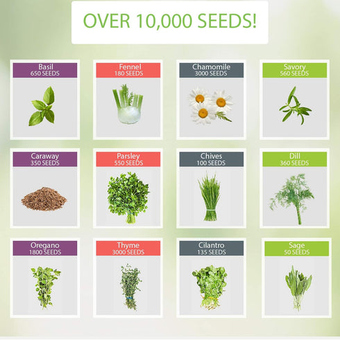 NatureZ Edge 12 Herb Seeds Variety Pack, 6000+ Heirloom Seeds for Planting Hydroponic Indoor or Outdoor Home Garden Plant Seed, Parsley, Cilantro,...