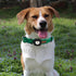 Elegant little tail Airtag Dog Collar, St Patrick's Day Dog Collar Pet with Airtag Holder Holiday Pet Collar Cute Puppy Collar Adjustable Pet Dog ...