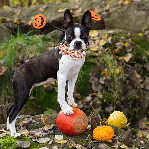 Dog Collar - Thanksgiving Turkey Dog Collar Gift Soft Bow Collar Adjustable Metal Buckle Dog Collar for Medium Dogs...
