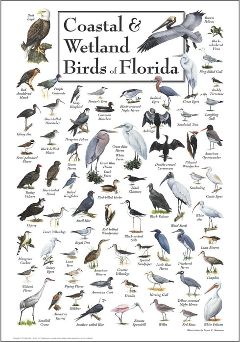 Earth Sky + Water - Coastal & Wetland Birds of Florida - Poster...