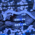 Chinese Dragon Fish Tank Decor Exotic Environments Aquarium Ornament Resin Oriental Loong for Micro Landscape Aquarium Decoration (White)...