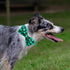 St.Patrick's Day Clover Dog Collars with Bow Tie,Black Clover Soft Cotton with Safety Metal Buckle Adjustable Puppy Collars for Large Boy & Girl D...