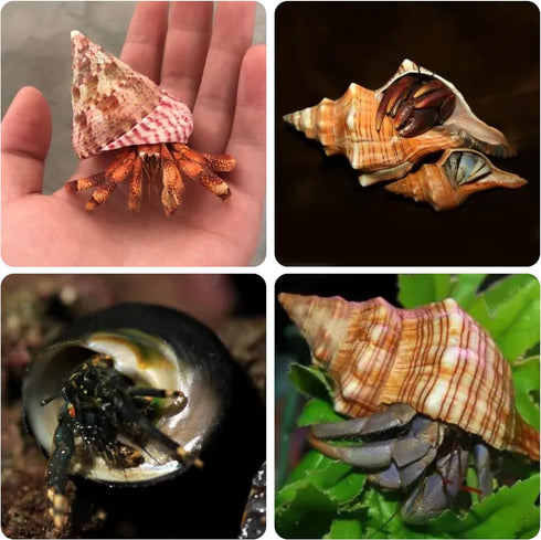 14PCS 14 Kind Natural Hermit Crab Shells Size 1" - 3.5", Opening 0.8" - 1.5" Hermit Crab Supplies Pearl Turbo Seashell for Décor...