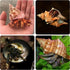 14PCS 14 Kind Natural Hermit Crab Shells Size 1" - 3.5", Opening 0.8" - 1.5" Hermit Crab Supplies Pearl Turbo Seashell for Décor...