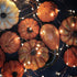 Sterno Home 66' USB-Powered LED Fairy Lights, Copper Wire...