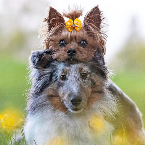 PET SHOW 50Pcs/25Pairs Paw Pattern Small Dog Hair Bows Bulk with Rubber Bands for Medium Dogs Cats Puppy shih tzu Rhinestone Bowknot Topknot Yorki...