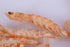 Premium Freeze-Dried Krill & Shrimp Mix Ideal for Arowana, Koi, Tropical Cichlids, and Turtles High Protein Floating Aquarium Food (1000ml)...