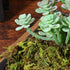 VOSAREA 1 Pack Artificial Moss Fake Lichen Simulation Green Faux Pot Moss for DIY Miniature House (About 60g)...