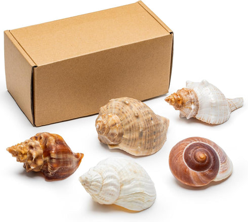 5Pcs Large Hermit Crab Shells, Natural Sea Conch Size: 3"-4.5", Opening Size: 1.5"-3", Turbo Seashells for Hermit Crab Supplies and Beach Decorati...