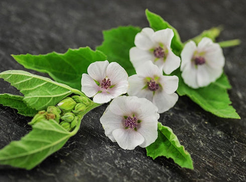 Seeds Marshmallow (Althaea officinalis) Medicinal Perennial Herbs for Planting Heirloom Non GMO...