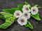 Seeds Marshmallow (Althaea officinalis) Medicinal Perennial Herbs for Planting Heirloom Non GMO...