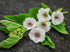 Seeds Marshmallow (Althaea officinalis) Medicinal Perennial Herbs for Planting Heirloom Non GMO...