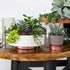 The HC Companies 6 Inch Round Capri Succulent Pot - Decorative Indoor Plastic Planter with Drainage, Vanilla Bisque...
