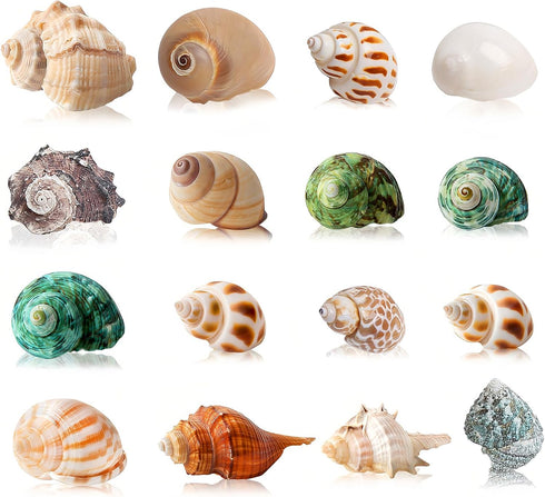 16PCS Hermit Crab Shells Medium Small | Sea Conch Size 1.1" - 2.4" | Medium Small Shells Set - Growth Turbo Seashells for Natural Hermit Crab Supp...