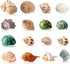 16PCS Hermit Crab Shells Medium Small | Sea Conch Size 1.1" - 2.4" | Medium Small Shells Set - Growth Turbo Seashells for Natural Hermit Crab Supp...