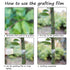 Grafting Tape Grafting Film for Plants, 2 Pack Stretchable Garden Grafting Tape Plants Repair Budding Tapes for Floral Fruit Tree and Poly Budding...