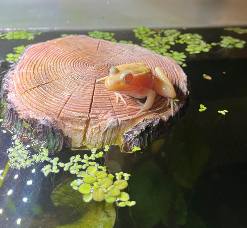 AQUA KT Aquatic Turtle Round Floating Dock Tortoise Bearded Dragon Basking Platform with Suction Cup for Reptile Aquatic Aquarium Decoration...