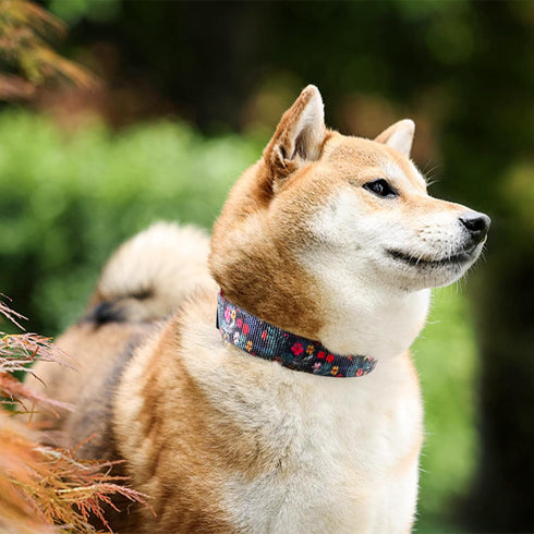 Dog Collar Cute Flower, Reflective Adjustable Basic Collars for Girl Female Small Medium Large Dogs Walking Running(Large,Black)...