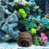 Saim Aquarium Mushroom House Decorations, Ceramic Fish Tank Cave Hideaway Small Fish Shrimp Breeding Cave Fish Tank Landscape Decor for Territoria...