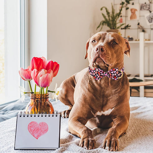 Valentine's Day Dog Collar with Bow Tie,Colorful Love Heart Male Dog Collar with Safety Metal Buckle Adjustable Puppy Collars for Small Medium Lar...