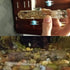 Planaria Trap Catch Trap Leeches Catcher, Aquarium Supplies Clear Glass Planarian Leech Trap Tube Catcher 3 Holes for Cherry Shrimp Crystal Red Sh...
