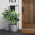 AILANDA Artificial Greenery Stems 32.3'' Long Stem Artificial Shrubs Plants Faux Eucalyptus Leaves Silk Greenery Stems Arrangement for Floor Vase ...