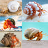 3 PCS Hermit Crab Shells 2~2.7Inch Natural Hermit Crab Shells Opening Size 1~1.3Inch Hermit Crab Supplies...