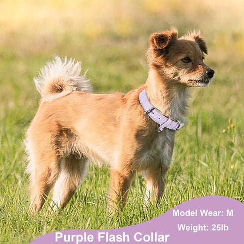Dog Collar for Small Dog Girl Boy, Dog Collar for Medium Large Dogs, Puppy Collars Chihuahua Collar Adjustable Pet Cat Collar Pink Collar para Per...